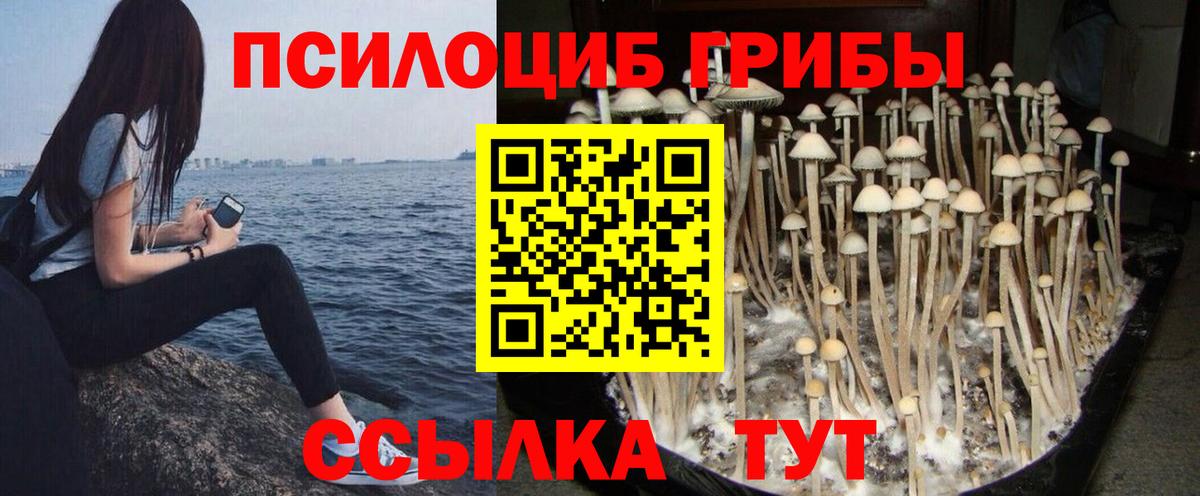 Псилоцибиновые грибы Psilocybe Севастополь